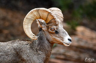 DESERT BIGHORN 1