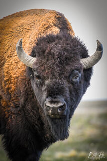 A BISON STARE