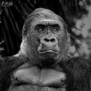 A SILVERBACK'S PAIN