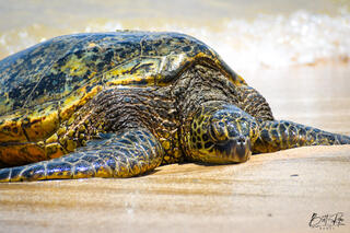 HONU RESTING