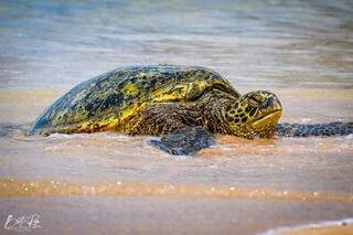 KAUAI HONU
