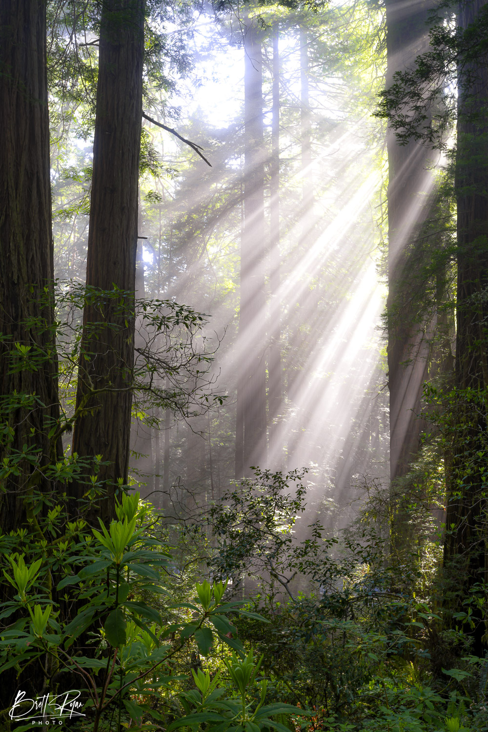 Image captured in a Redwood Forest. Limited Edition Print of 50.