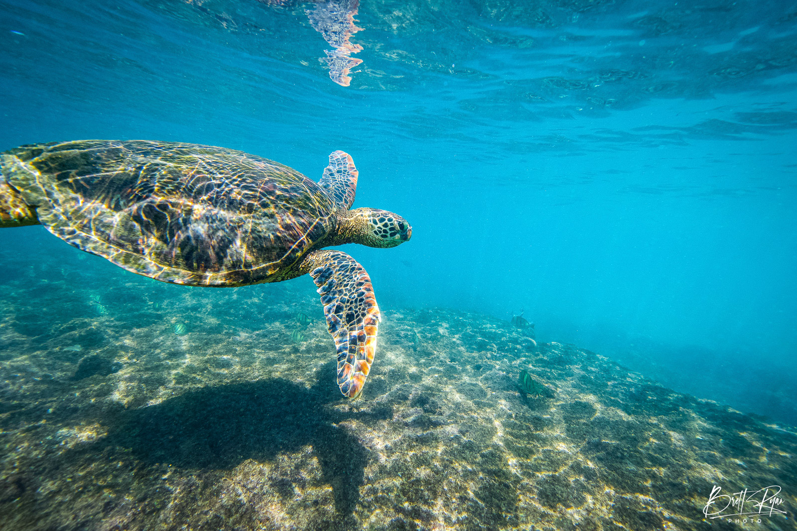 DRIFTING Hawaiian Green Sea Turtle (Honu) drifting along the reef along the North Shore in Oahu. 