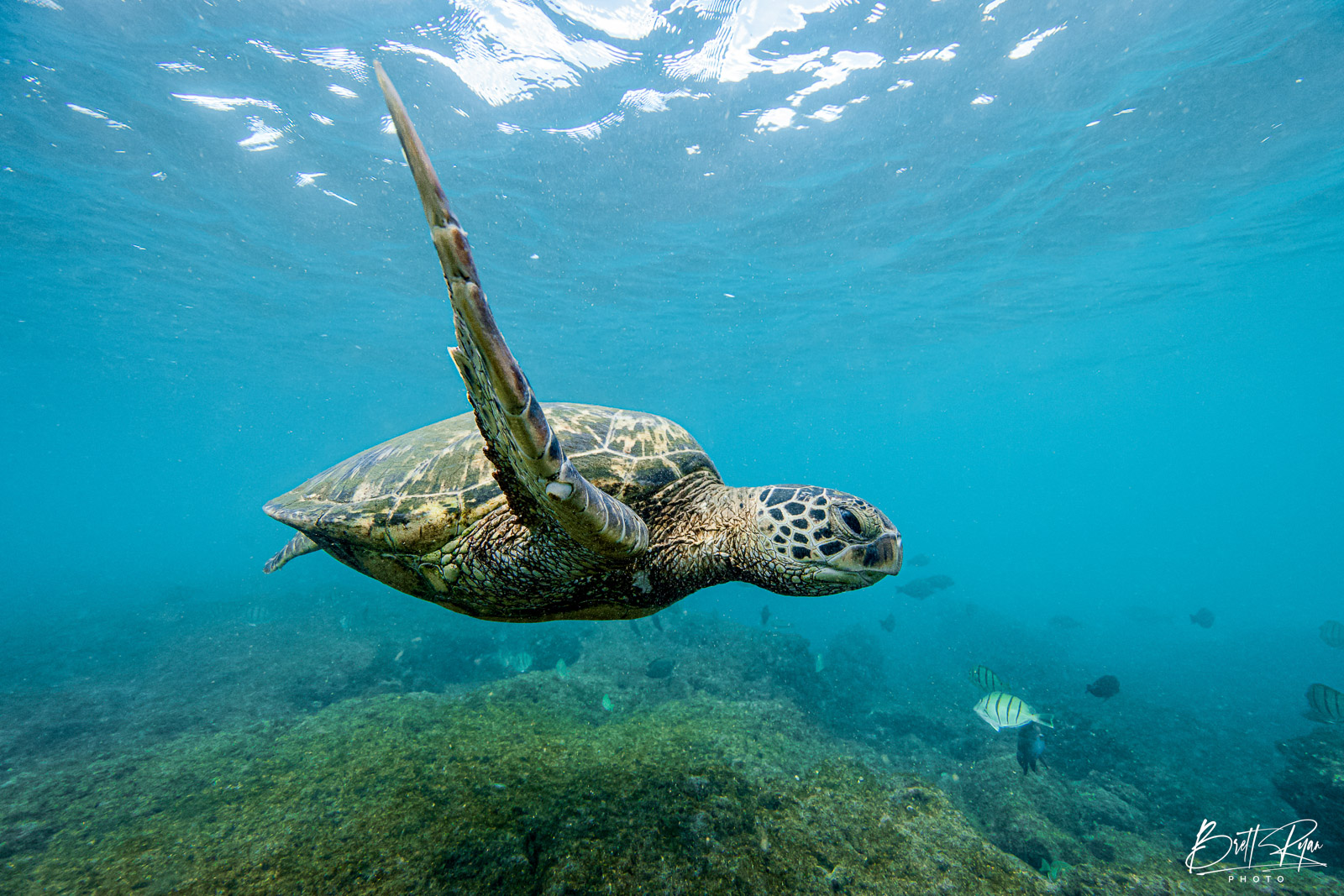 GLIDING HONU Hawaiian Green Sea Turtle (Honu) gliding along the reef on the North Shore of Oahu.