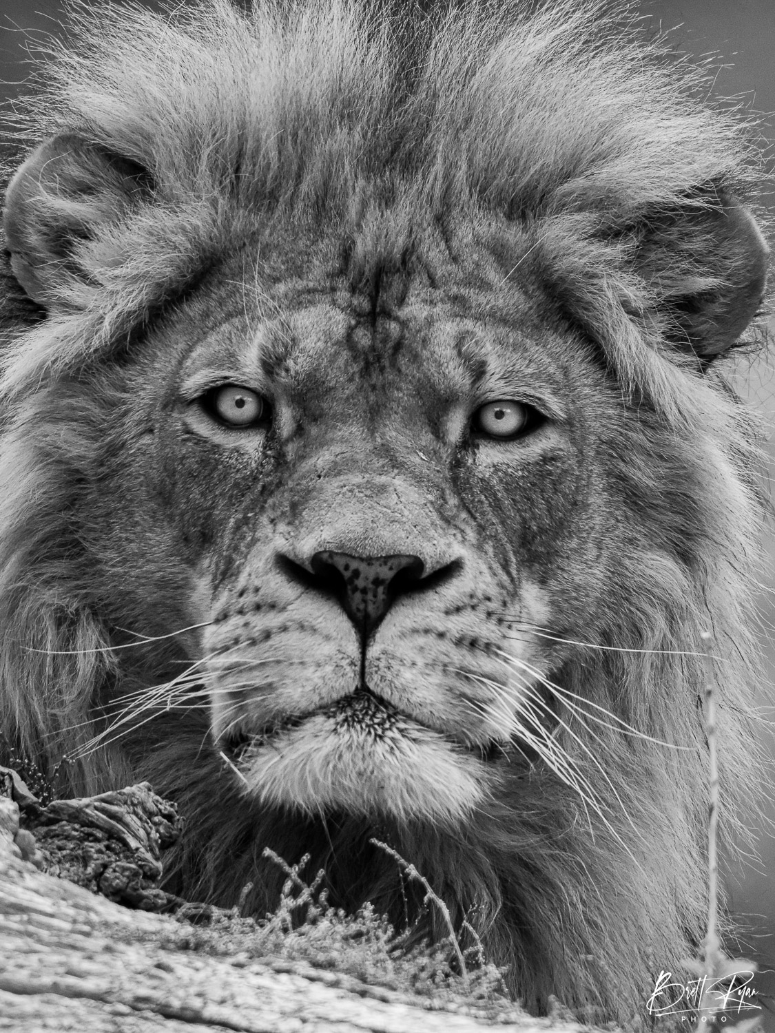 KING BW