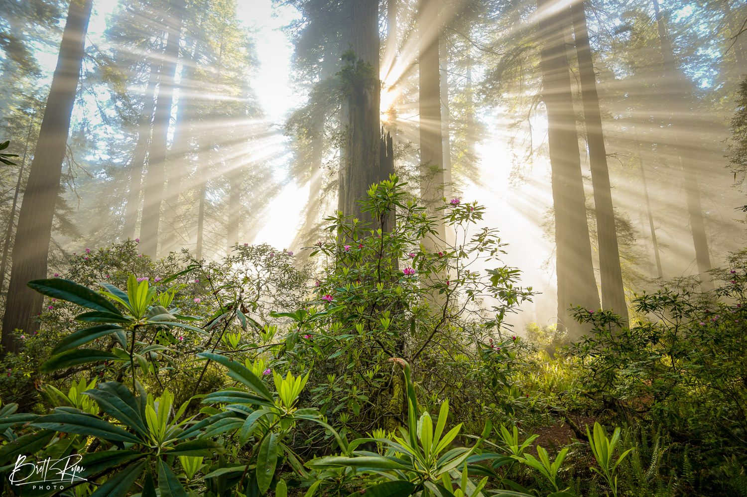 This image was captured during a beautiful spring morning in a Redwood Forest in Northern California. Limited Edition Print of...